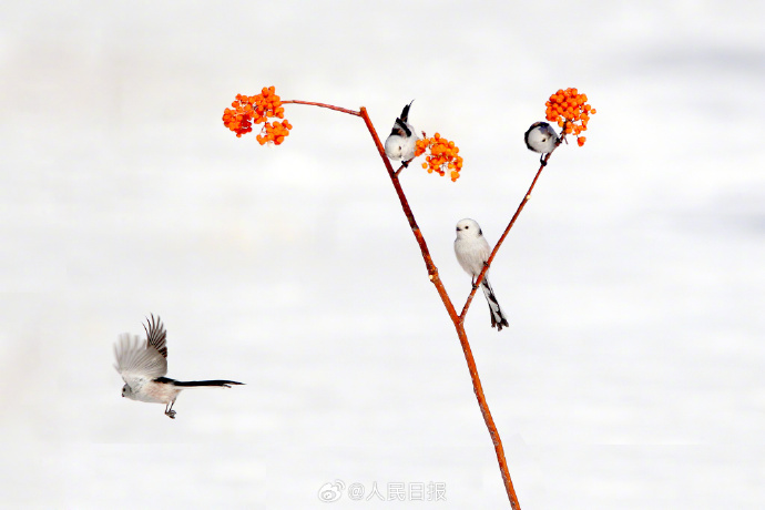 赏心悦目！这是现实版“花鸟图”