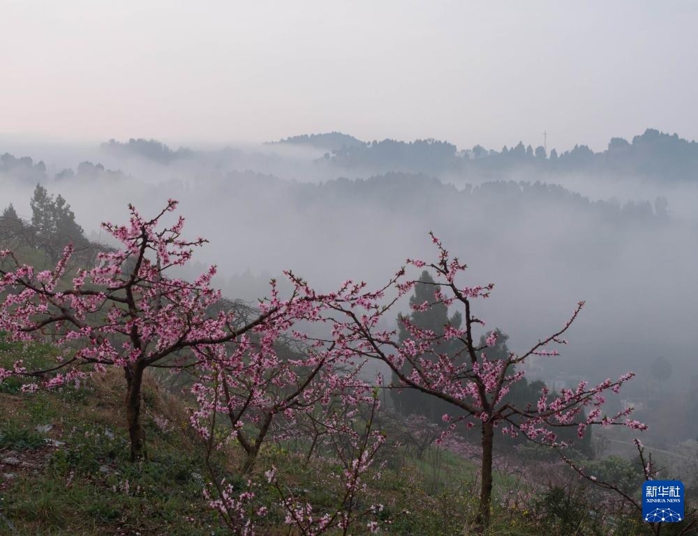 成都龙泉山桃花盛开 成都龙泉山桃花盛开