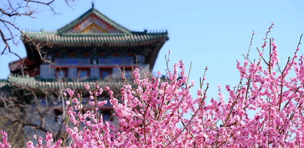 梅花盛放！京城“梅园”汇总来了