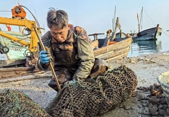 7元一斤，太鲜了！青岛这种海鲜头茬上市，肥嫩爆汁，上岸直接抢空