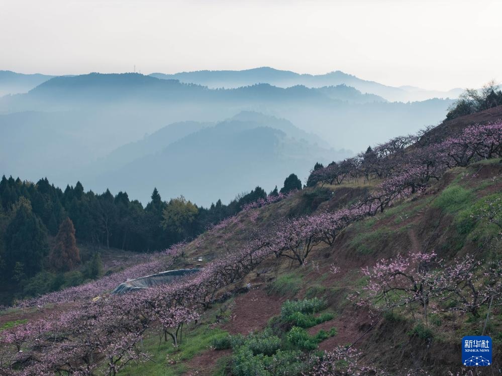 成都龙泉山桃花盛开 成都龙泉山桃花盛开