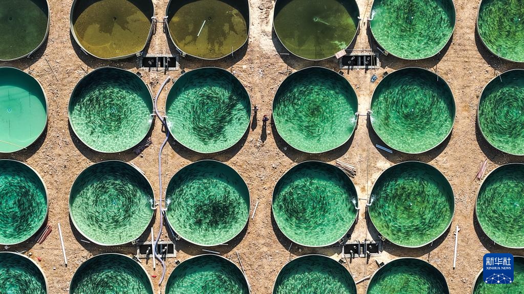 贵州岑巩:深山里“游”出三文鱼 贵州岑巩:深山里“游”出三文鱼