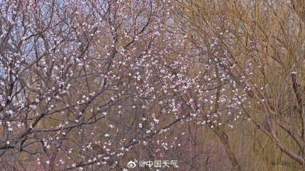 北京颐和园西堤春桃含苞 静待花开满枝