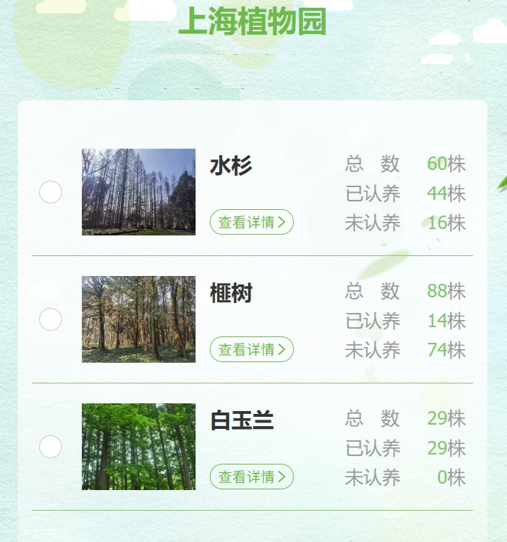 上海认养火爆!白玉兰“秒光”,古树8000元仍抢手 上海认养火爆!白玉兰“秒光”,古树8000元仍抢手