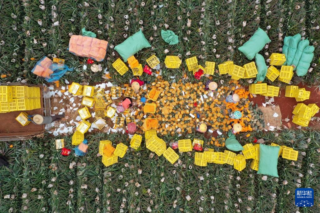 海口：春日凤梨飘香