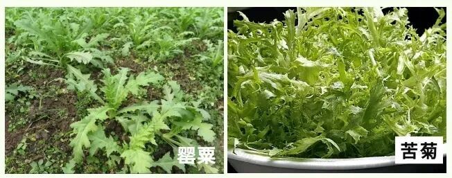 @所有人 注意,这个不是“花”,更不是“菜”!有人种植此物获刑 @所有人 注意,这个不是“花”,更不是“菜”!有人种植此物获刑