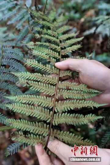 广西融安首次发现上千株“植物活化石”桫椤种群 广西融安首次发现上千株“植物活化石”桫椤种群