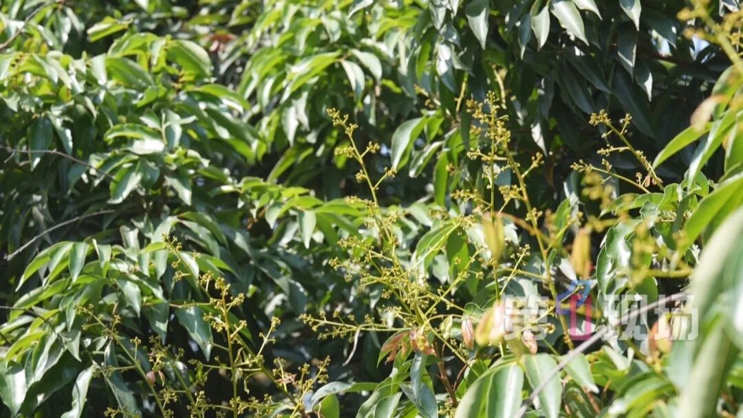 荔枝树只长叶不开花，桂味、糯米糍今年可能面临“失收”！