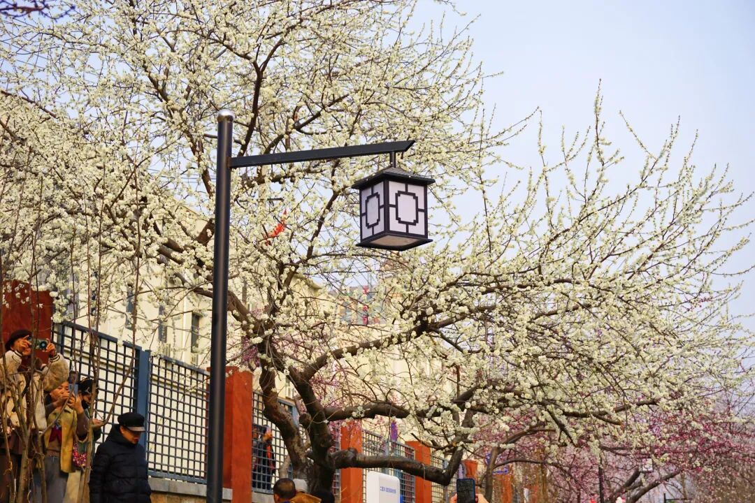 北京百米“粉色花廊”限时上线！已有不少市民前来打卡，最佳观赏时间——