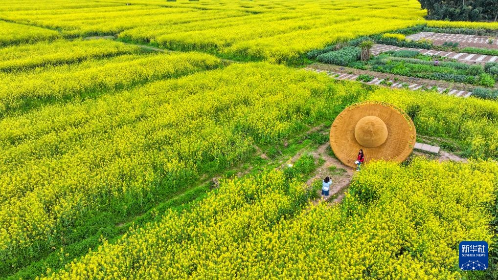 重庆潼南：油菜花开迎客来