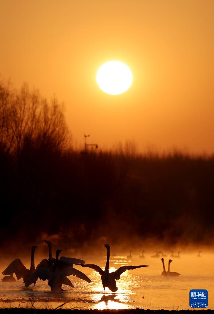 辽宁北票:白羽曼舞天鹅湾 辽宁北票:白羽曼舞天鹅湾