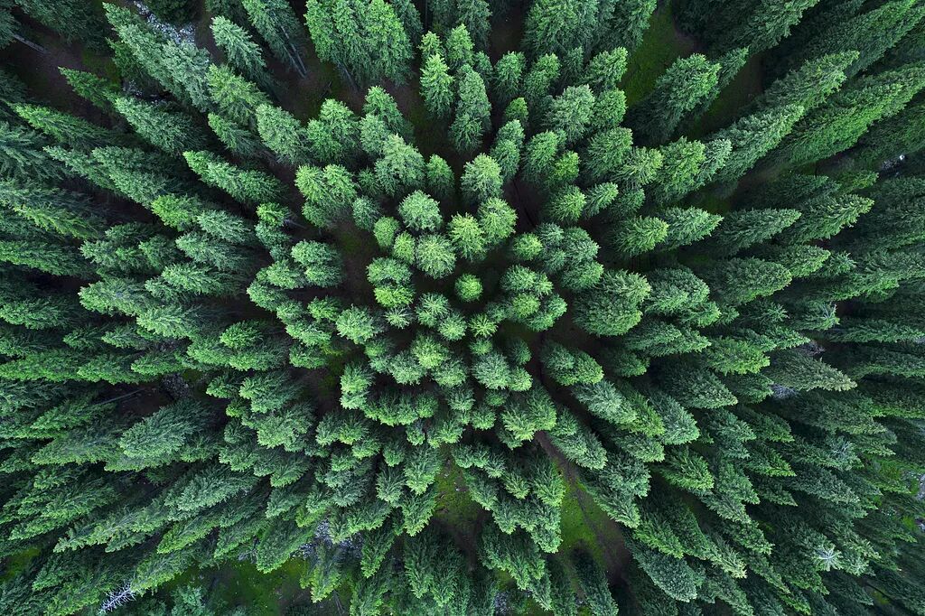 中国人种树到底有多厉害？