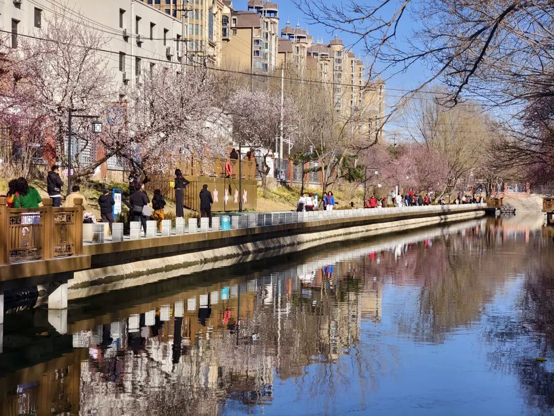 北京百米“粉色花廊”限时上线！已有不少市民前来打卡，最佳观赏时间——