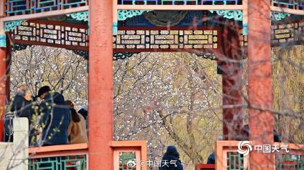 北京颐和园西堤春桃含苞 静待花开满枝