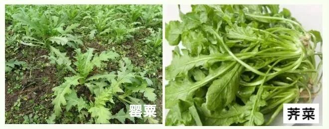 @所有人 注意,这个不是“花”,更不是“菜”!有人种植此物获刑 @所有人 注意,这个不是“花”,更不是“菜”!有人种植此物获刑