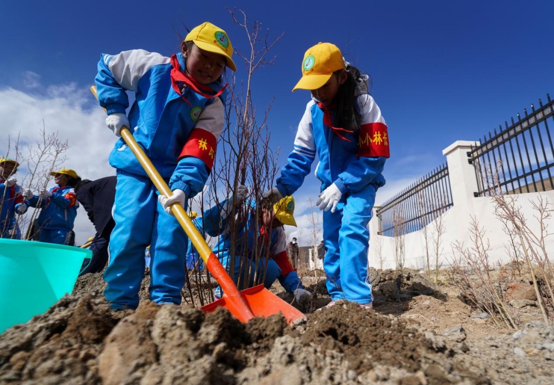 中国人种树到底有多厉害？