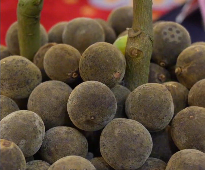 冲上热搜的“化橘红”,到底怎么吃? 冲上热搜的“化橘红”,到底怎么吃?