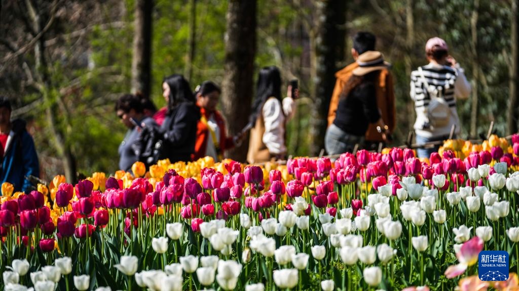 贵州龙里:郁金香开迎客来 贵州龙里:郁金香开迎客来