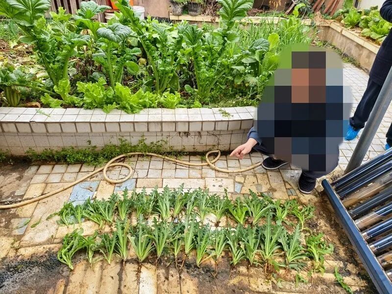 @所有人 注意,这个不是“花”,更不是“菜”!有人种植此物获刑 @所有人 注意,这个不是“花”,更不是“菜”!有人种植此物获刑