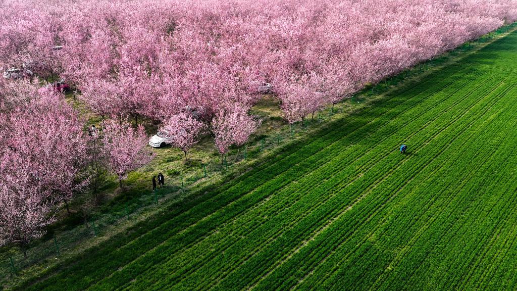 西安鄠邑:春日赏梅正当时 西安鄠邑:春日赏梅正当时