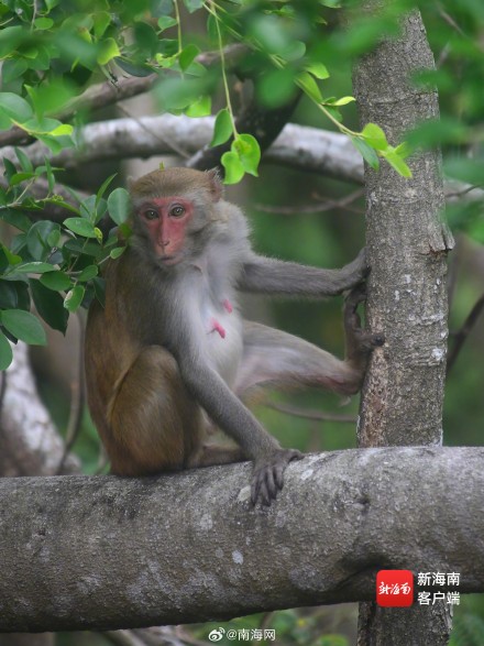三亚：春暖花开 猕猴在雨林中玩耍