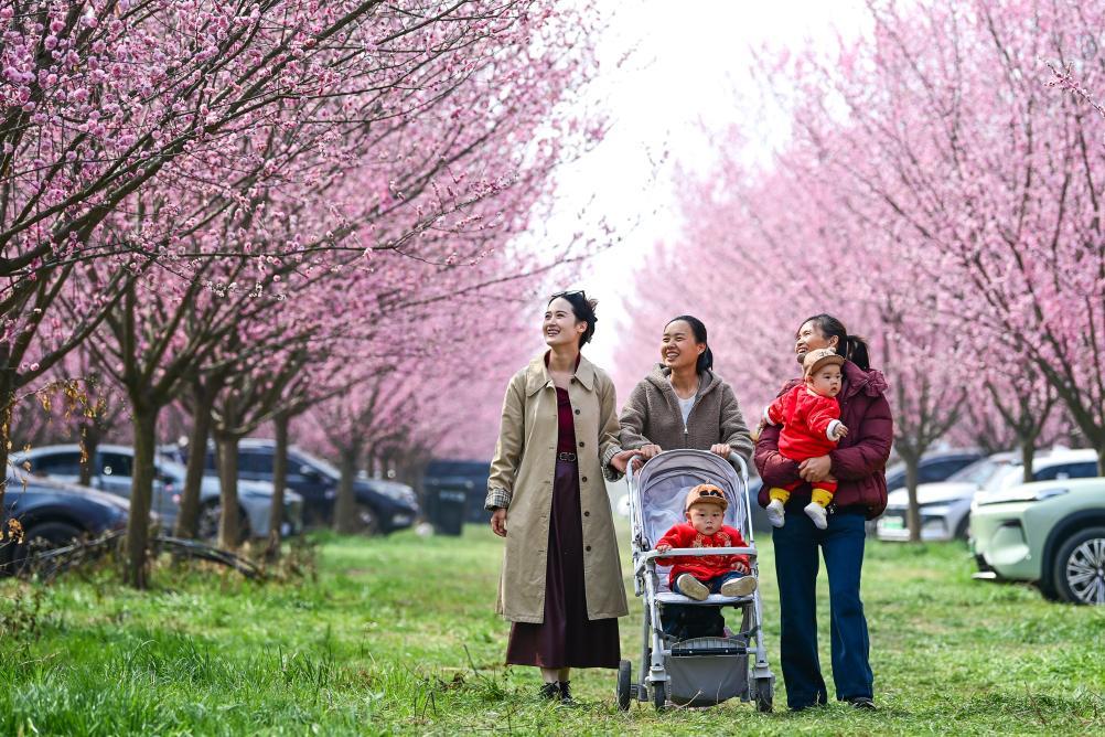 西安鄠邑:春日赏梅正当时 西安鄠邑:春日赏梅正当时