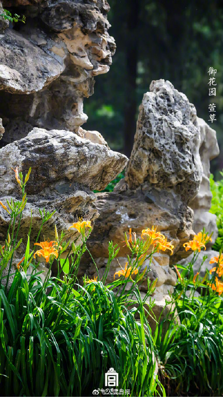 植树节故宫壁纸又上新了