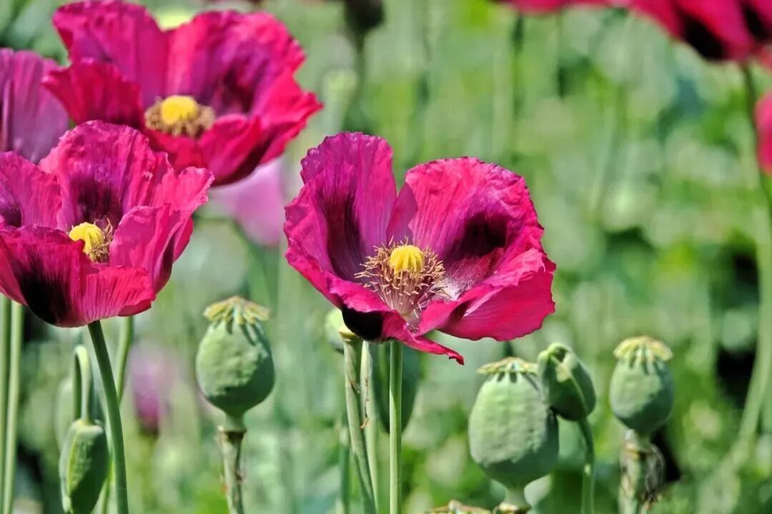 @所有人 注意,这个不是“花”,更不是“菜”!有人种植此物获刑 @所有人 注意,这个不是“花”,更不是“菜”!有人种植此物获刑