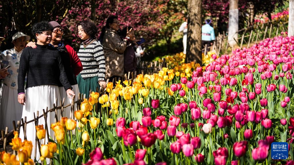 贵州龙里:郁金香开迎客来 贵州龙里:郁金香开迎客来