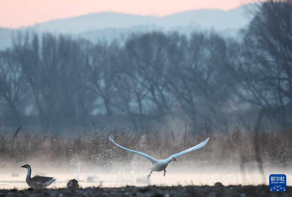 辽宁北票:白羽曼舞天鹅湾 辽宁北票:白羽曼舞天鹅湾