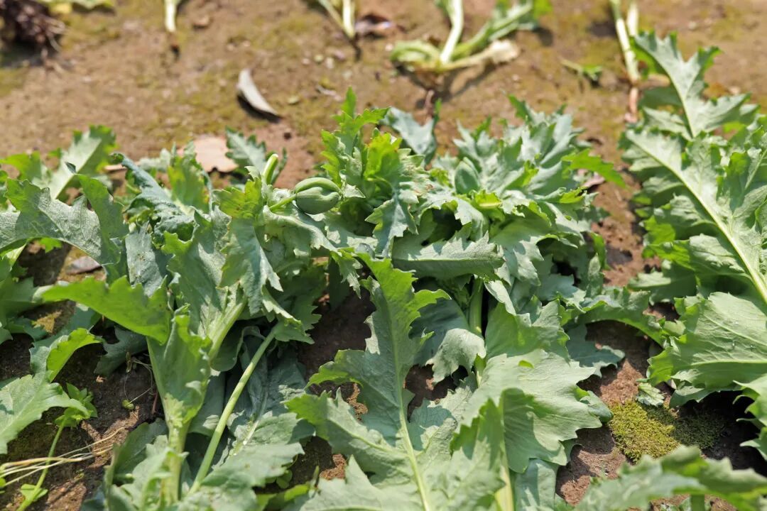 未开花的罂粟长啥样?仙桃铲除12株 未开花的罂粟长啥样?仙桃铲除12株