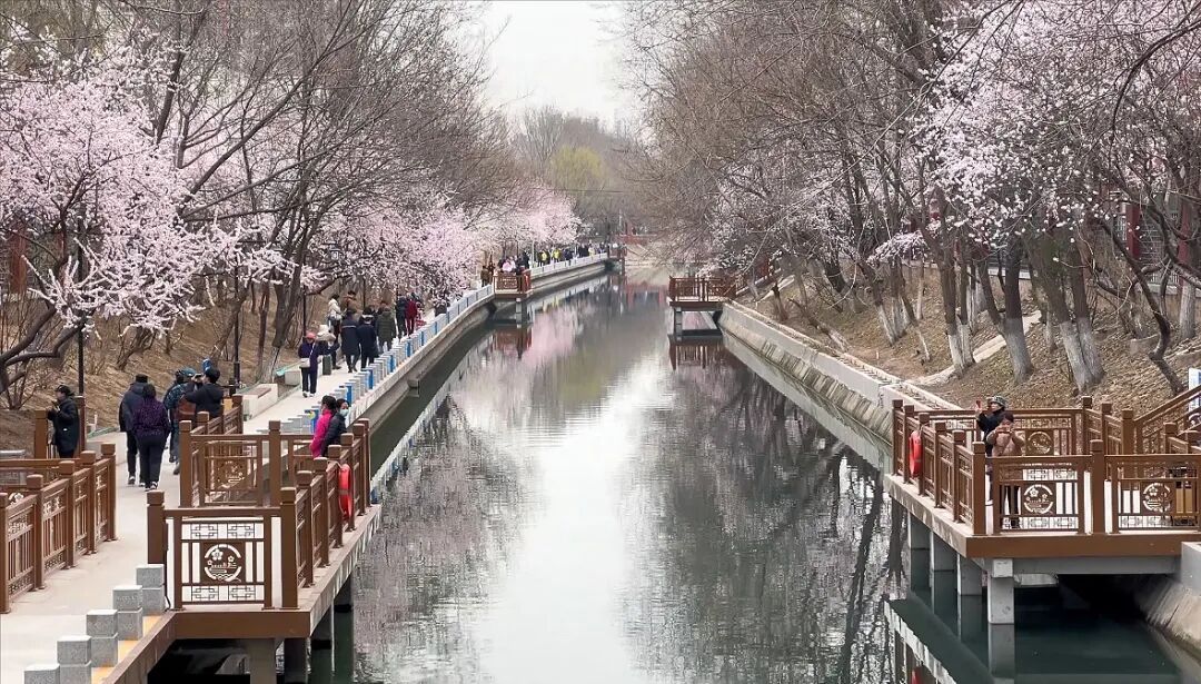 北京百米“粉色花廊”限时上线！已有不少市民前来打卡，最佳观赏时间——