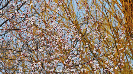 北京颐和园西堤春桃含苞 静待花开满枝