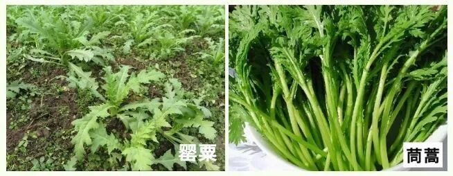 @所有人 注意,这个不是“花”,更不是“菜”!有人种植此物获刑 @所有人 注意,这个不是“花”,更不是“菜”!有人种植此物获刑