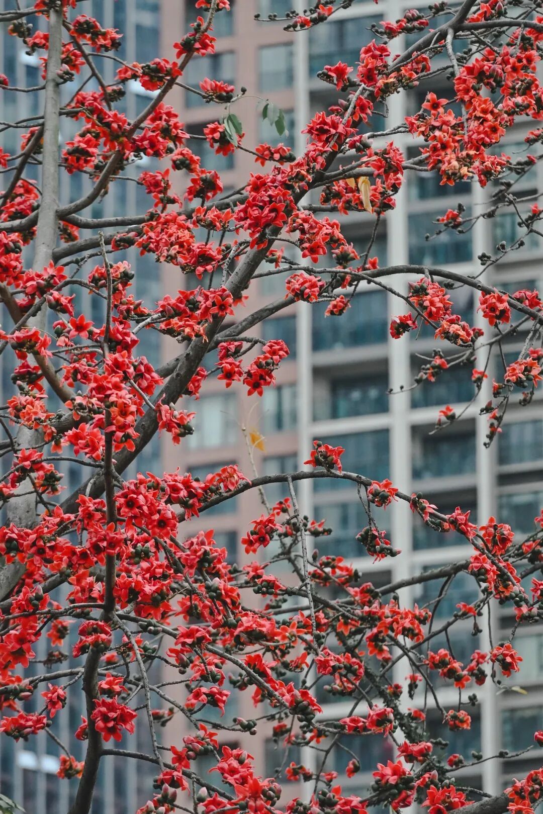 路边的木棉花别捡!答应我,别再拿回家煲汤了 路边的木棉花别捡!答应我,别再拿回家煲汤了