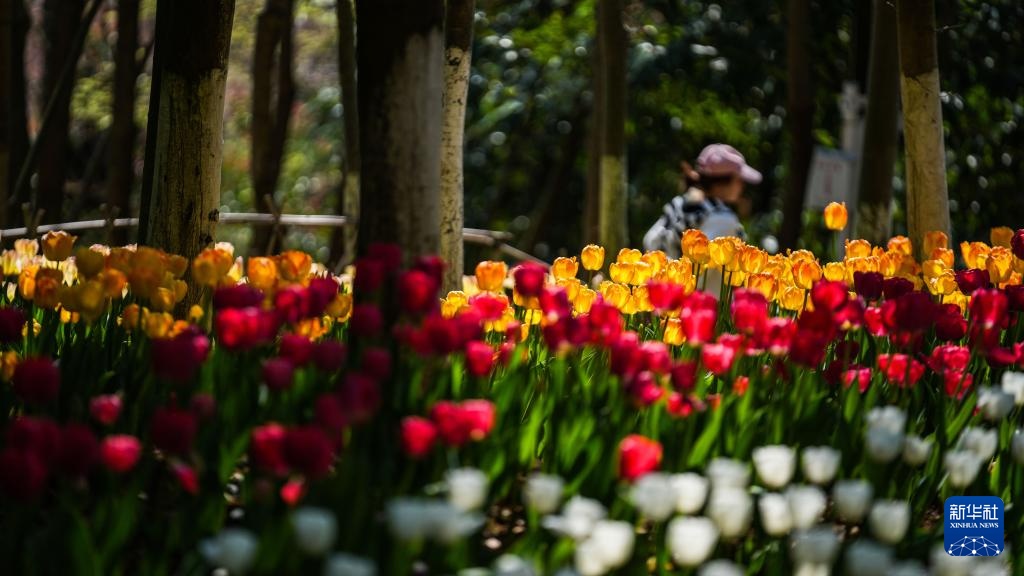 贵州龙里:郁金香开迎客来 贵州龙里:郁金香开迎客来