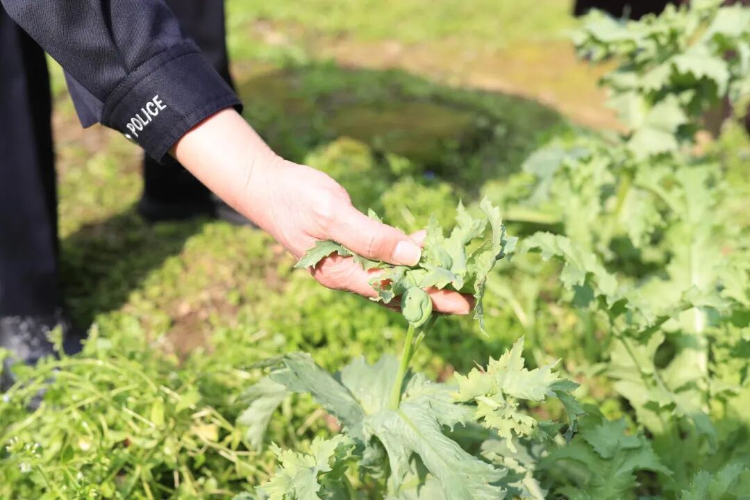 未开花的罂粟长啥样?仙桃铲除12株 未开花的罂粟长啥样?仙桃铲除12株