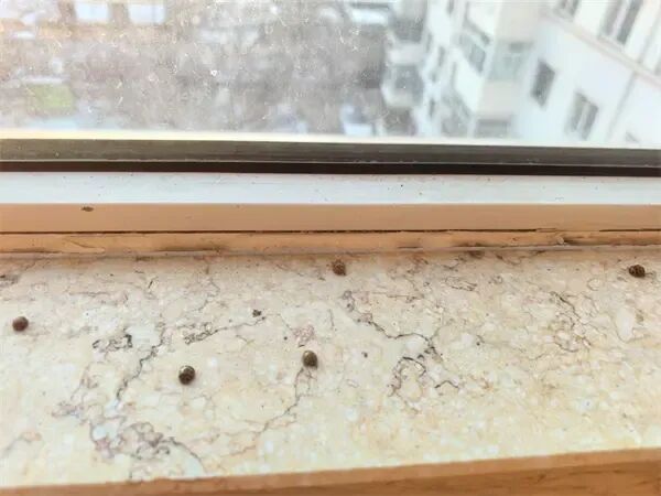 市民擦窗竟遇“花大姐”,专家:屋里太暖,它们醒早了 市民擦窗竟遇“花大姐”,专家:屋里太暖,它们醒早了