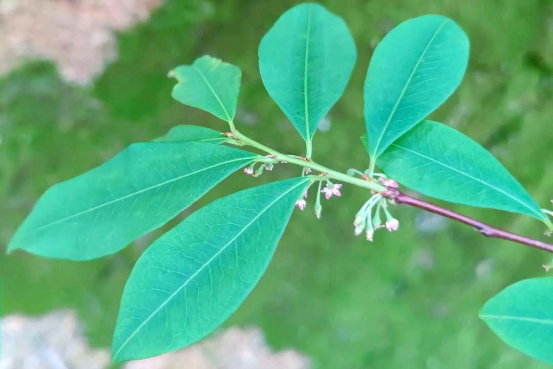 看到这种植物,请立即报警! 看到这种植物,请立即报警!