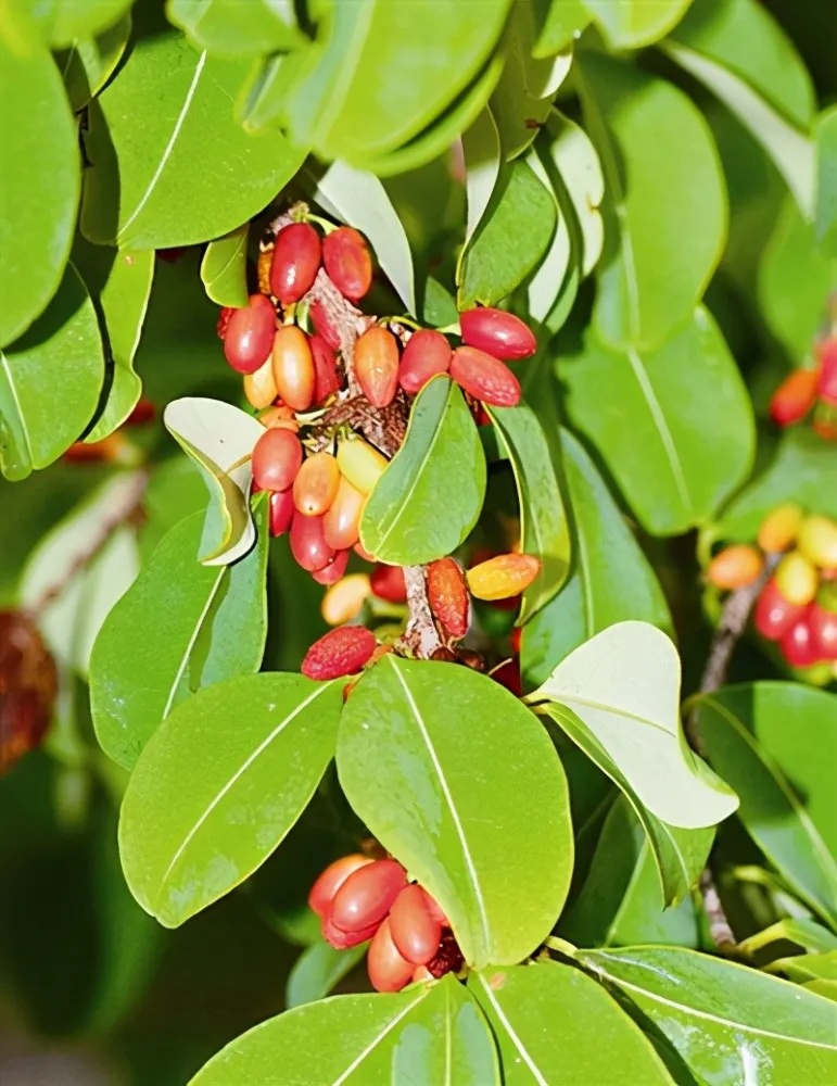 看到这种植物,请立即报警! 看到这种植物,请立即报警!