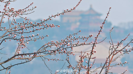 北京颐和园西堤春桃含苞 静待花开满枝