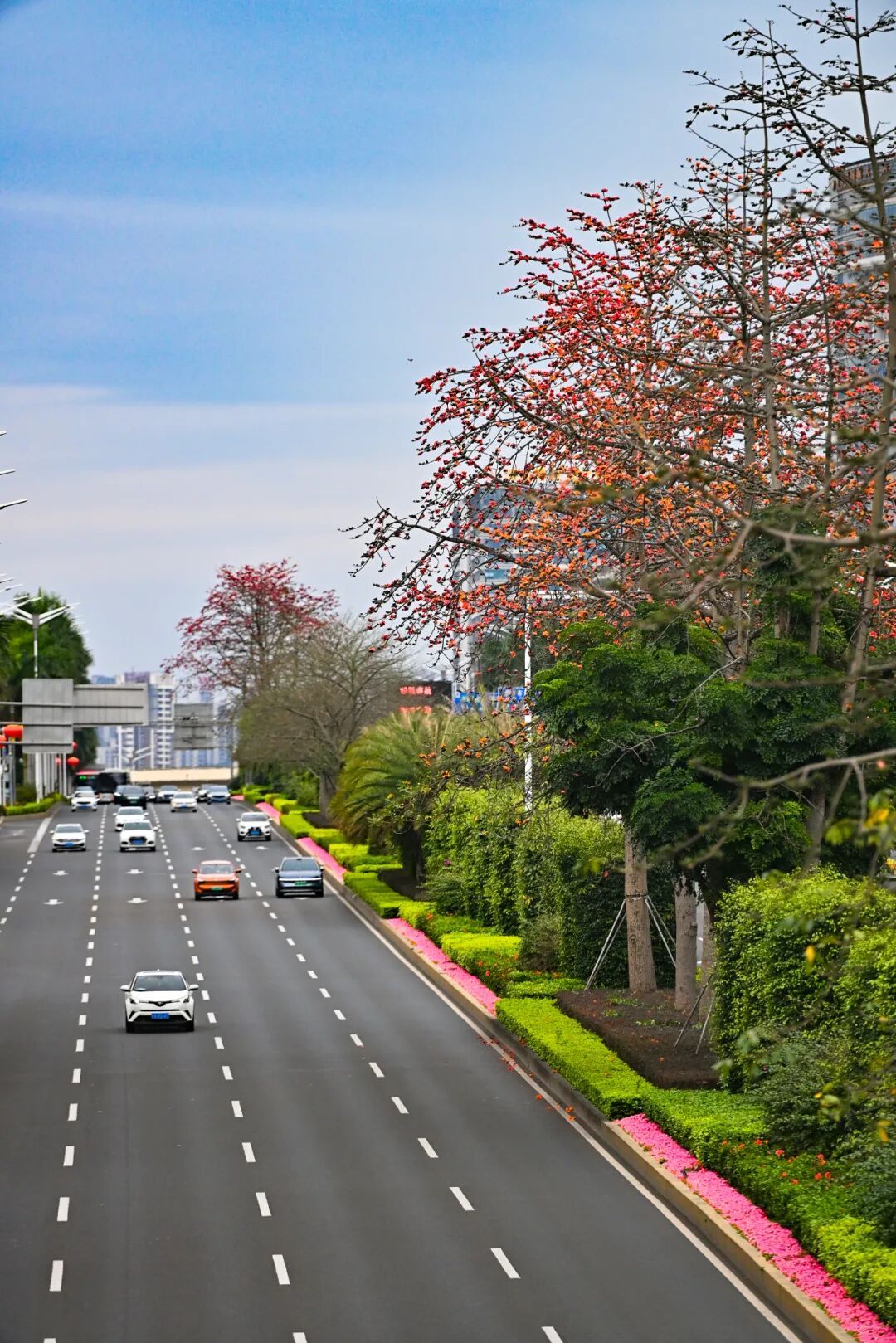 路边的木棉花别捡!答应我,别再拿回家煲汤了 路边的木棉花别捡!答应我,别再拿回家煲汤了