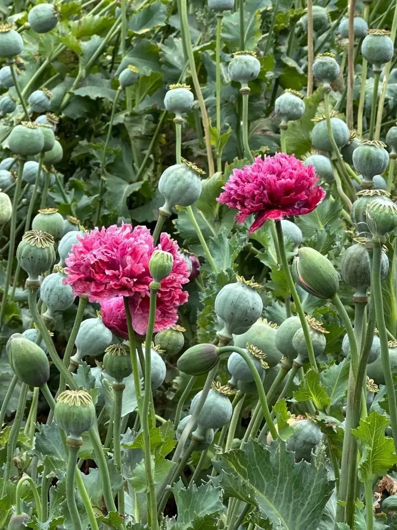 看到这种植物,请立即报警! 看到这种植物,请立即报警!