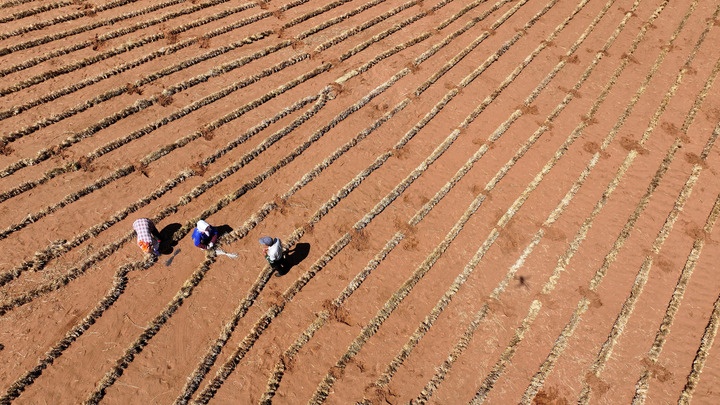 中国人种树到底有多厉害？