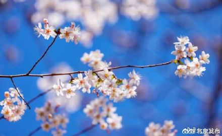 2026年樱花、白玉兰花期预报 2026年樱花、白玉兰花期预报