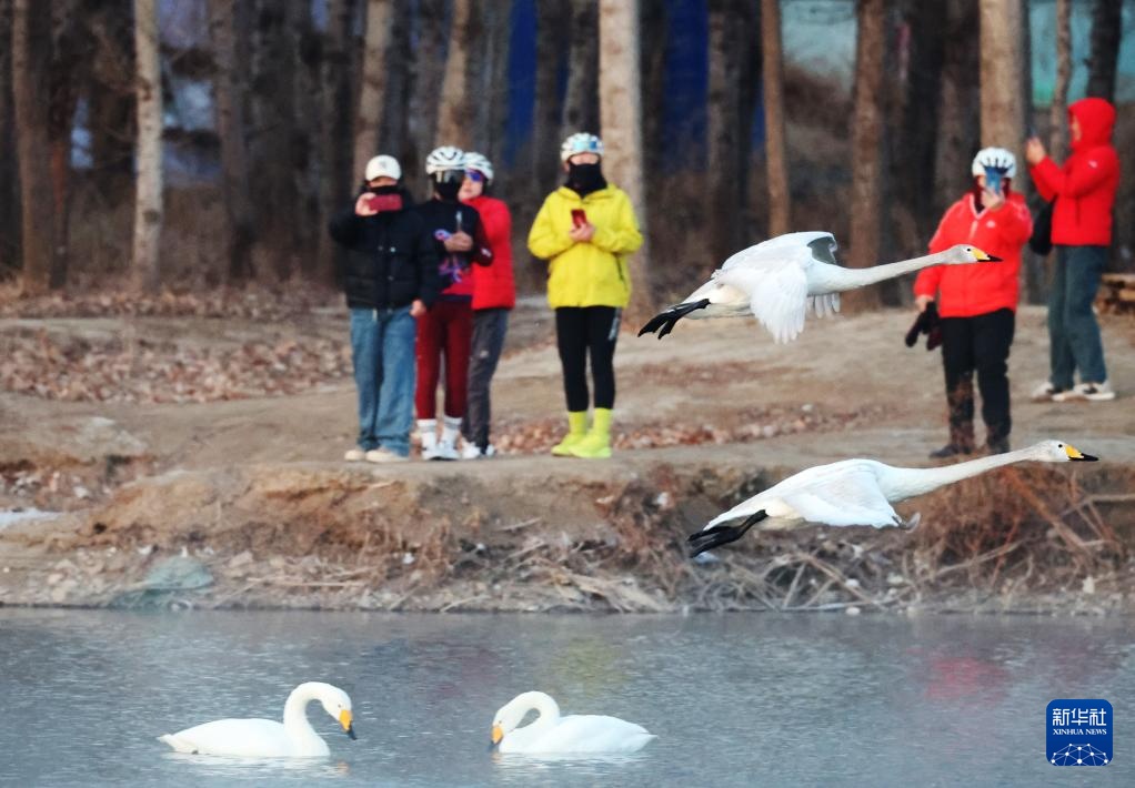 辽宁北票:白羽曼舞天鹅湾 辽宁北票:白羽曼舞天鹅湾