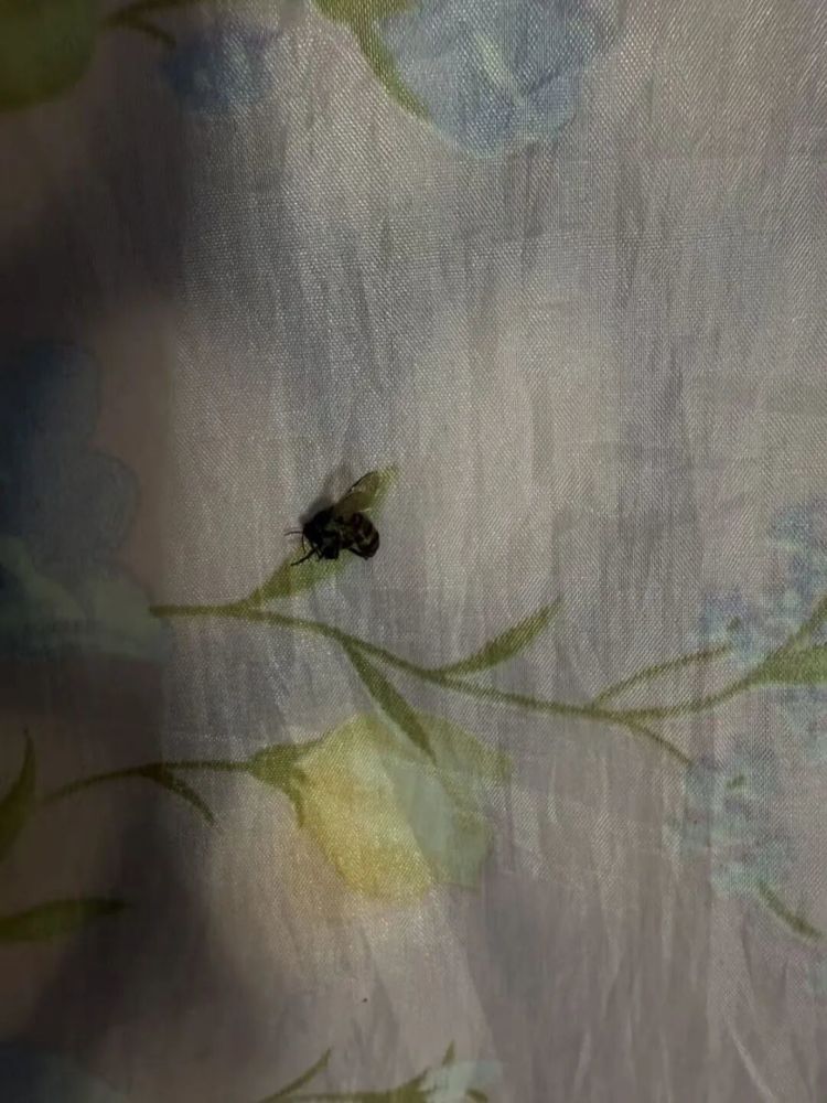 头皮发麻!南宁一市民家里突然飞来一群蜜蜂,专家支招 头皮发麻!南宁一市民家里突然飞来一群蜜蜂,专家支招