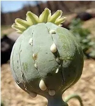 @所有人 注意,这个不是“花”,更不是“菜”!有人种植此物获刑 @所有人 注意,这个不是“花”,更不是“菜”!有人种植此物获刑