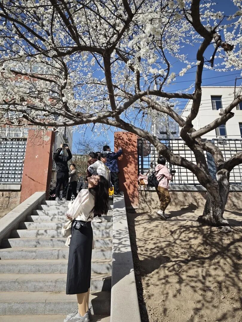 北京百米“粉色花廊”限时上线！已有不少市民前来打卡，最佳观赏时间——