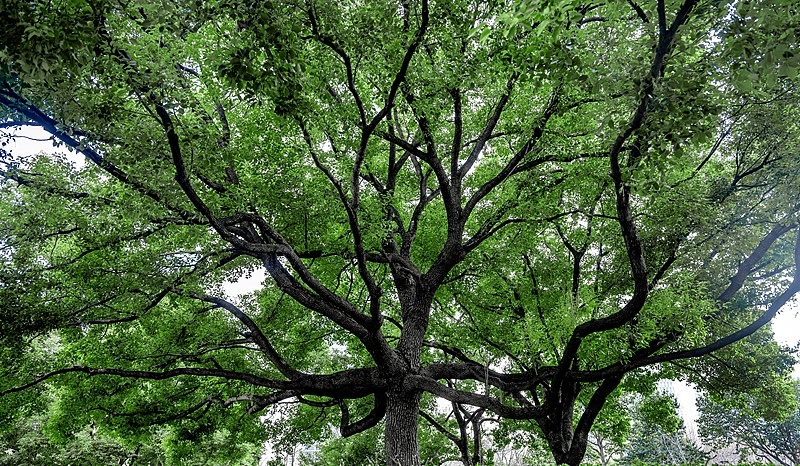 中国人种树到底有多厉害？